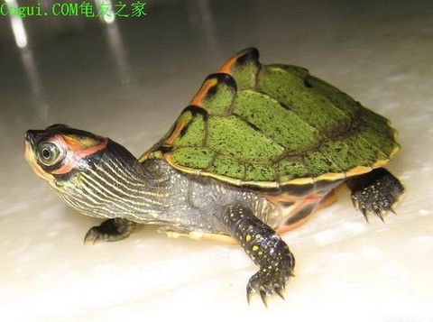 英魂之刃龟壳是什么