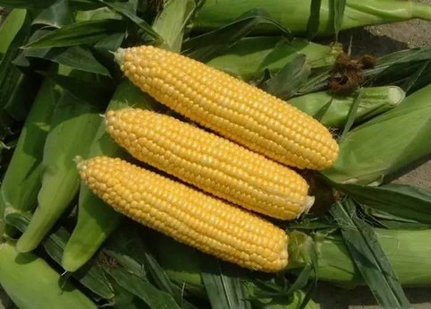 天龙八部玉米又称什么