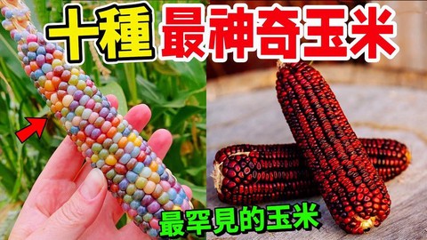 天龙八部玉米又称什么[图2]